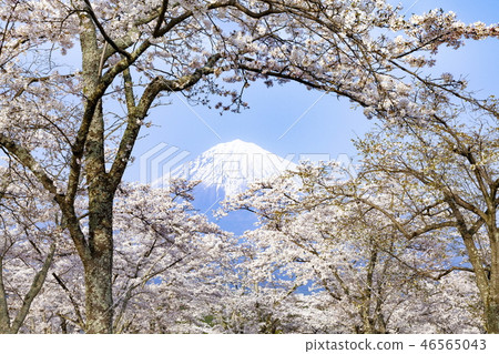 靜岡縣富士宮市大石寺盛開的富士山和櫻花盛開 靜岡縣富士宮市大石寺盛開的富士山和櫻花盛開 46565043