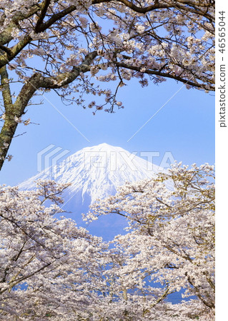靜岡縣富士宮市大石寺盛開的富士山和櫻花盛開 靜岡縣富士宮市大石寺盛開的富士山和櫻花盛開 46565044