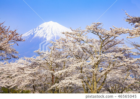 靜岡縣富士宮市大石寺盛開的富士山和櫻花盛開 靜岡縣富士宮市大石寺盛開的富士山和櫻花盛開 46565045