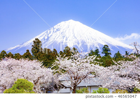 靜岡縣富士宮市大石寺盛開的富士山和櫻花盛開 46565047