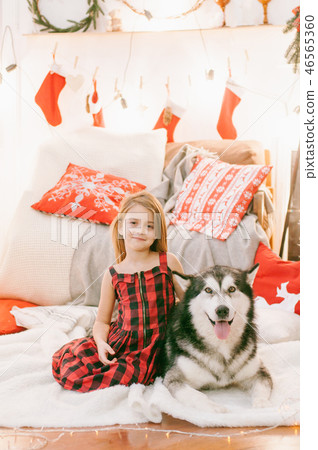Cute girl  having fun at home with a dog Malamute  46565360