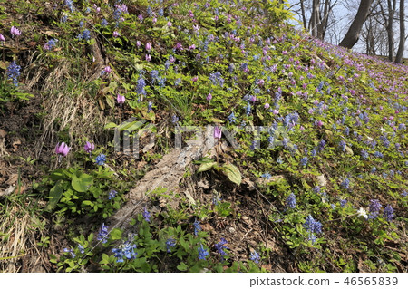 Elephant ganglaceous Elephant ganglaceous 46565839