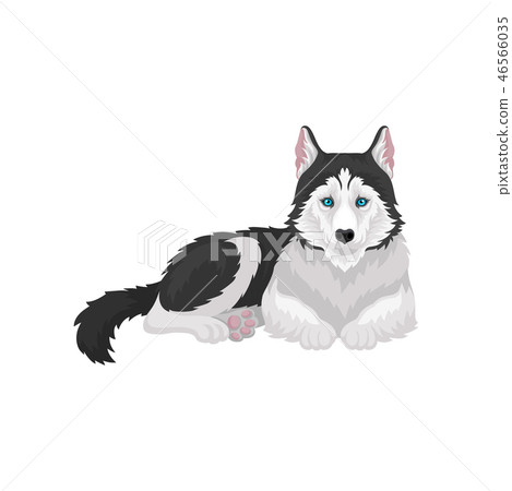 can a siberian husky live in gabon