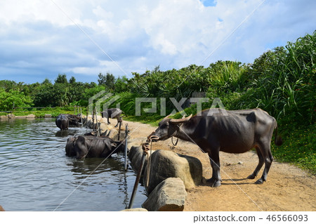 Water buffalo during a break Water buffalo during a break 46566093