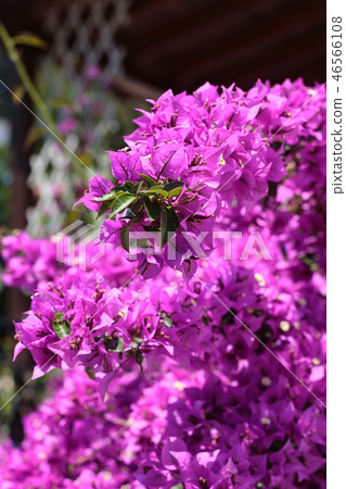 Purple Bougainvillea flower bush Purple Bougainvillea flower bush 46566108