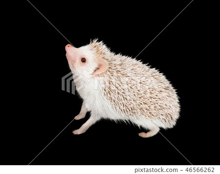 African pygmy hedgehog isolated on black background African pygmy hedgehog isolated on black background 46566262