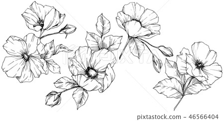 Vector Rosa canina flower. Black and white engraved ink art. Isolated rosa canina illustration Vector Rosa canina flower. Black and white engraved ink art. Isolated rosa canina illustration 46566404