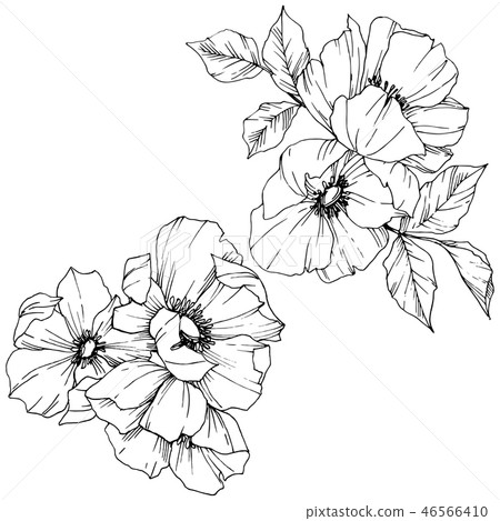 Vector Rosa canina flower. Black and white engraved ink art. Isolated rosa canina illustration 46566410
