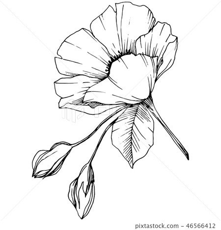 Vector Rosa canina flower. Black and white engraved ink art. Isolated rosa canina illustration 46566412
