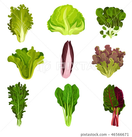 Collection of fresh salad leaves, radicchio, lettuce, spinach, arugula, rucola, mache, watercress 46566671