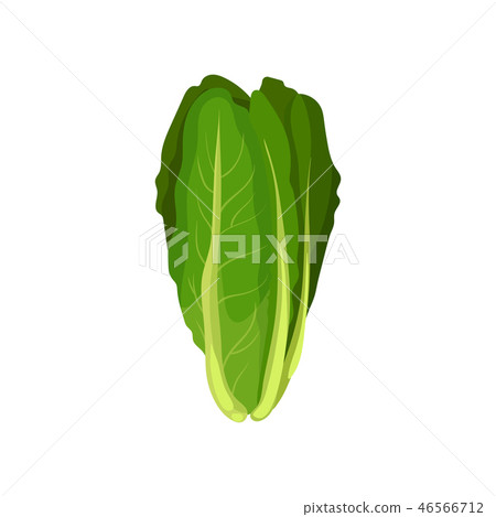 Romaine fresh salad leaves, healthy organic vegetarian food, vector Illustration on a white 46566712