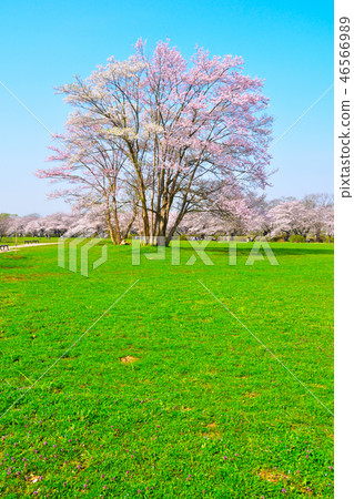 Sakura Scenery Kitakami Exhibition Chikusa 46566989