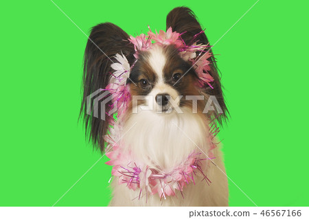 Beautiful dog Papillon in garland of flowers on green background 46567166