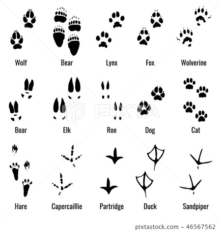 Wildlife animals, reptiles and birds footprint, animal paw prints vector set 46567562