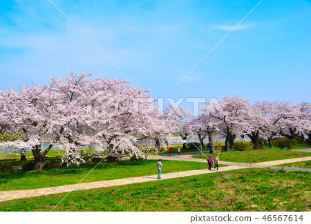 Sakura Scenery Kitakami Exhibition Chikusa 46567614