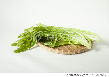 油大麥（Yomai Tsai） 46567887