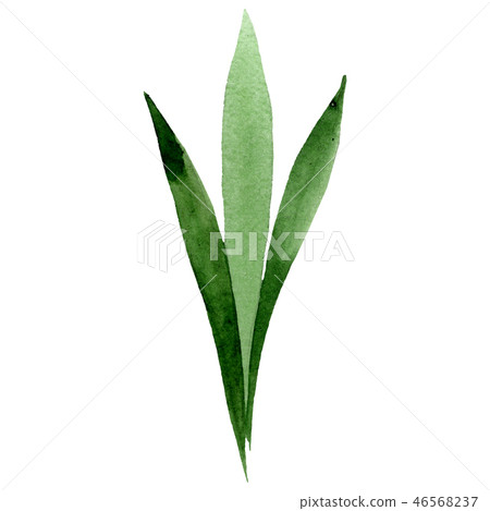 Green leaf. Floral botanical flower. Watercolor background illustration set. Isolated leaf 46568237