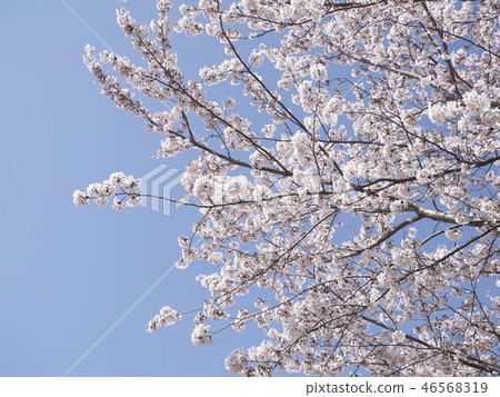 Cherry blossoms and blue sky Cherry blossoms and blue sky 46568319