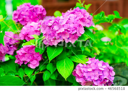 花卉故事(Satoyama景觀) 花卉故事(Satoyama景觀) 46568518