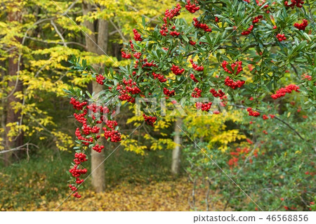 Red fruit of Tokiwa hawthorn Red fruit of Tokiwa hawthorn 46568856
