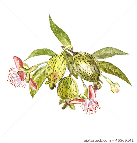 Watercolor illustration feijoa plant. Hand drawn watercolor painting on white background. Watercolor 46569141