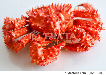 Hanasaku crab 46569402