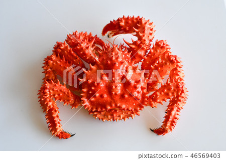 Hanasaku crab 46569403