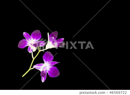 purple orchids isolated on black background purple orchids isolated on black background 46569722