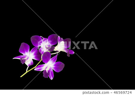 purple orchids isolated on black background purple orchids isolated on black background 46569724