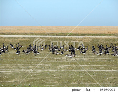 Black geese colony, Branta bernicla, on North Sea Black geese colony, Branta bernicla, on North Sea 46569903