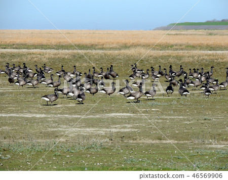 Black geese colony, Branta bernicla, on North Sea Black geese colony, Branta bernicla, on North Sea 46569906