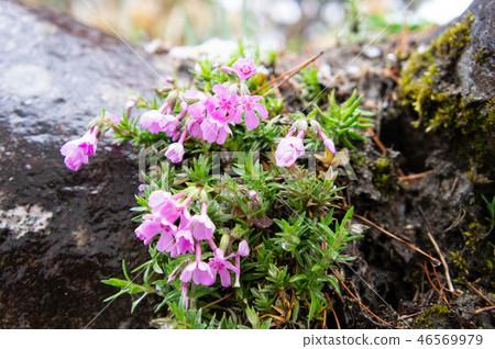 Flower of garden tip of Shirakawa-go Flower of garden tip of Shirakawa-go 46569979