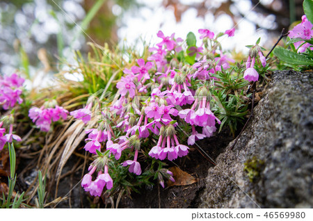 Flower of garden tip of Shirakawa-go Flower of garden tip of Shirakawa-go 46569980