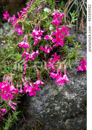 Flower of garden tip of Shirakawa-go Flower of garden tip of Shirakawa-go 46569982