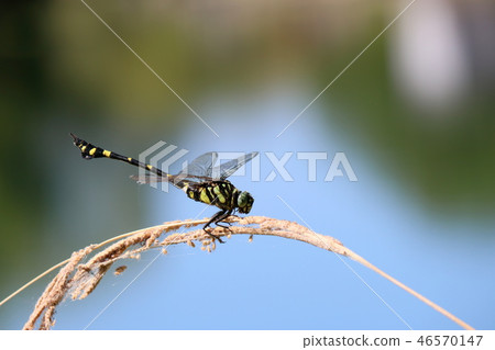 Taiwan Uchiyayama Taiwan Uchiyayama 46570147