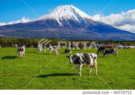 朝鮮族高原牛肉 朝鮮族高原牛肉 46570752