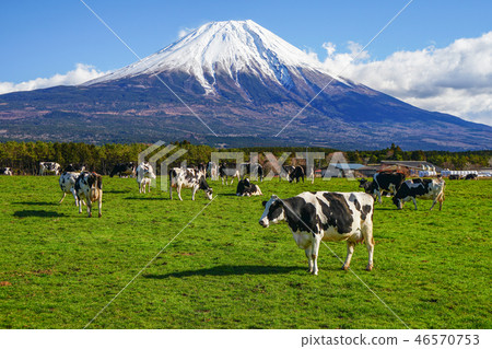 朝鮮族高原牛肉 朝鮮族高原牛肉 46570753