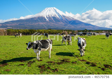 朝鮮族高原牛肉 46570756