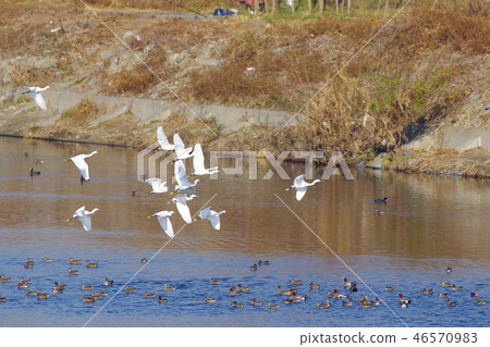A flock of birch flying to the Tama River 46570983