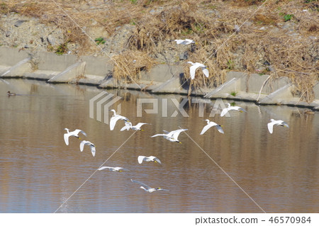 A flock of birch flying to the Tama River A flock of birch flying to the Tama River 46570984