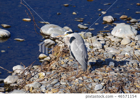 Heron flew to Tama River Heron flew to Tama River 46571154