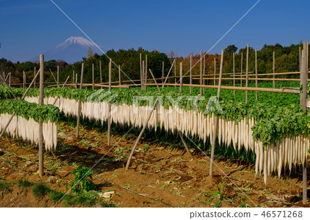 Miura的蘿蔔幹 Miura的蘿蔔幹 46571268