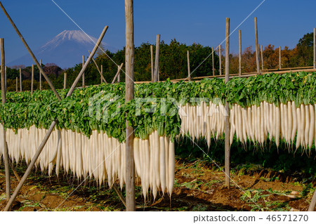 Miura的蘿蔔幹 Miura的蘿蔔幹 46571270