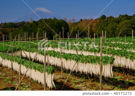 Miura的蘿蔔幹 46571272