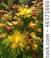 Hiperam花 46571660