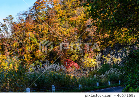Mountain foliage　 46571692