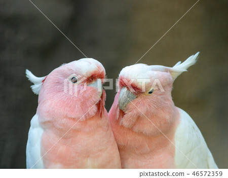 Lovely couple of cockatoos.  46572359