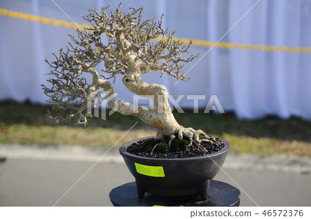 Bonsai tree display for public Bonsai tree display for public 46572376