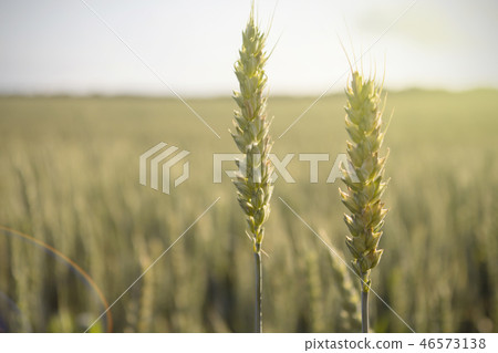 The crop of rye in a field at sunset 46573138