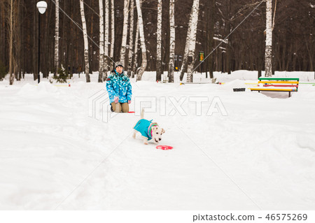Pets owner and winter concept - Middle aged woman playing with her jack russell terrier dog in snowy 46575269